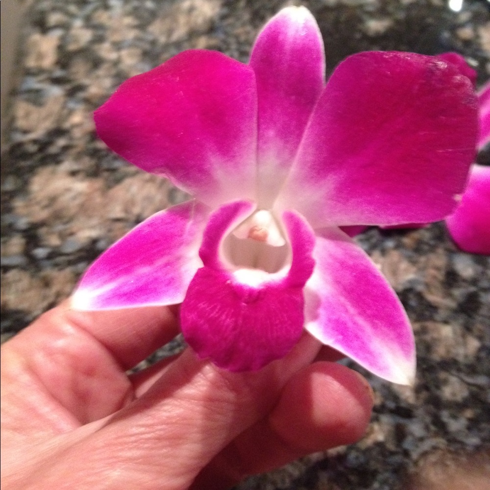 Meet your Posher, Susan